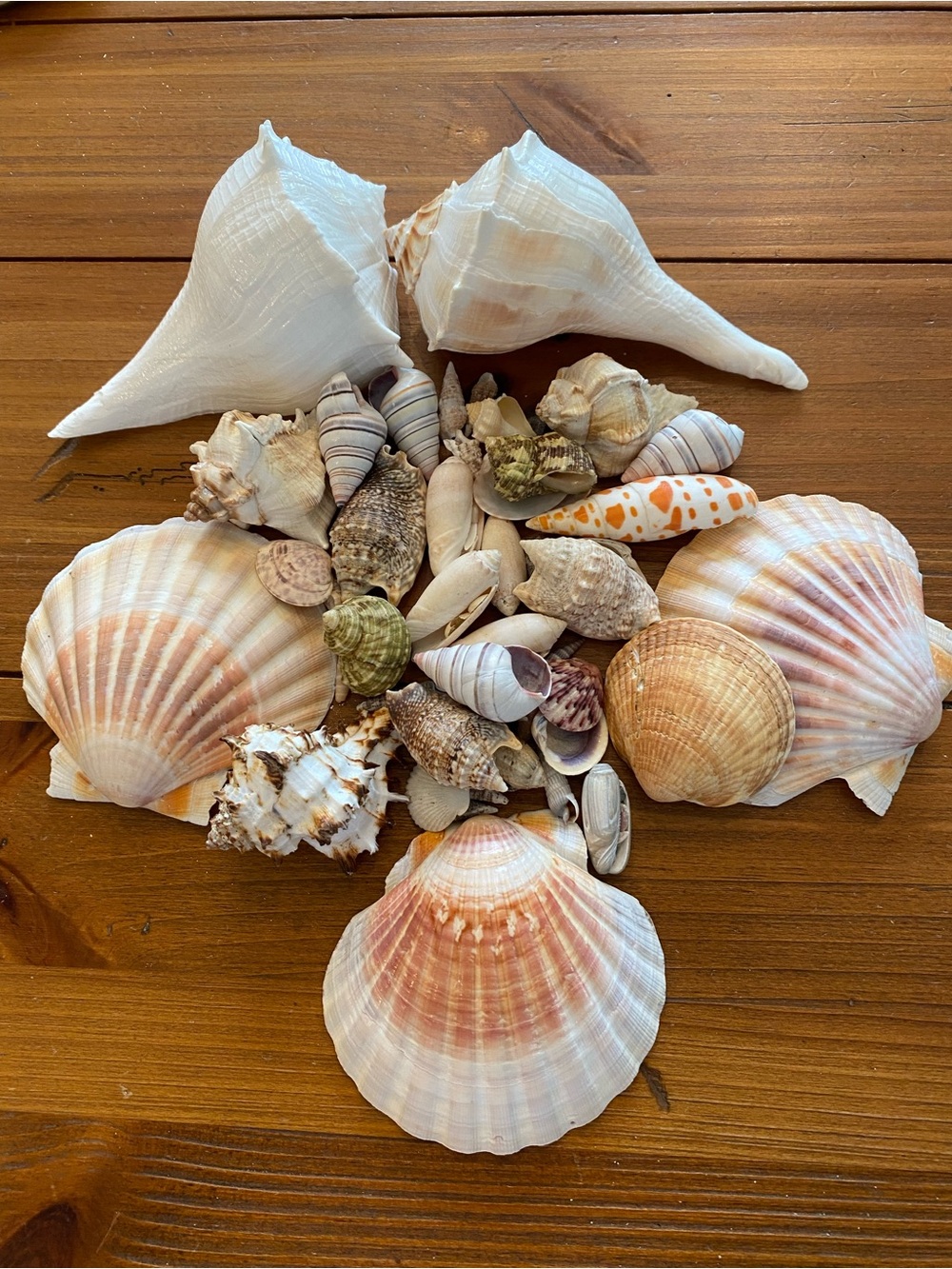 Seashell bundle